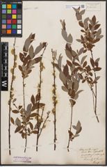 Foto von Salix aurita L. x Salix repens L.